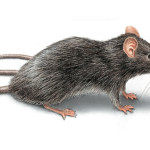 NFL Rat Culture